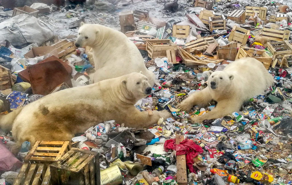 jääkarhuja roskien keskellä